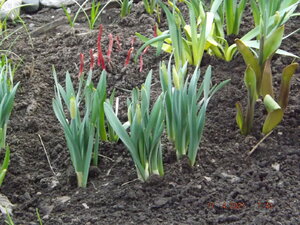 2021.04.17 Уч № 1 Нарциссы и тюльпаны у пиона от Sтаси._DSCF0426.JPG