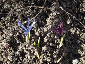2021.04.19 Уч № 1 Iris Dwarf Mix 'Clairette' и  J.S. Dijt_  DSCF0572.JPG