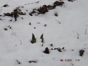 DSCF0713.JPG