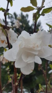0C0B7172-DFFF-48AD-B537-D88C562C2989.jpeg