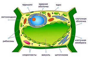 клетка.jpg
