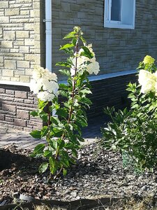 IMG_20200822_155504.jpg