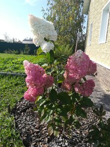 IMG_20200927_122054.jpg