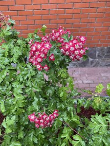 9A0B00F6-55FA-413D-9E68-71773A410C18.jpeg