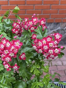 925EE40E-6956-4F5C-96A5-2429FCAB6A1B.jpeg