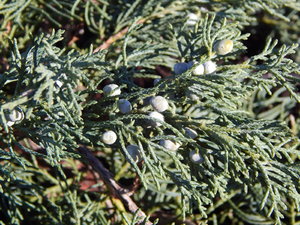 DSCN4376.JPG