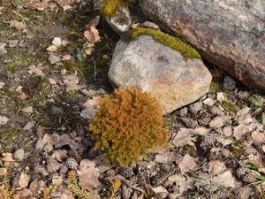 DSCN4353.JPG