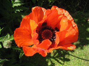 poppy-2975468_960_720.jpg