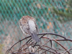DSCN4521.JPG