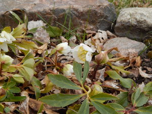 DSCN4495.JPG