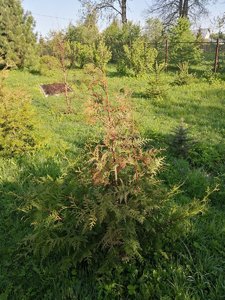 IMG_20210517_072344.jpg