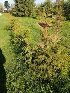 IMG_20210517_072356.jpg