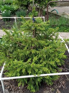 IMG_20210520_120334.jpg