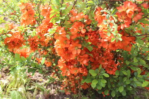 IMG_5227.JPG
