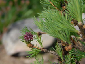 DSCN4596.JPG
