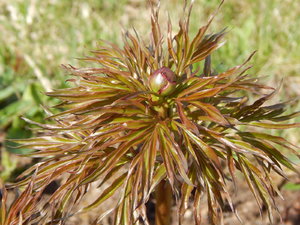 DSCN4580.JPG