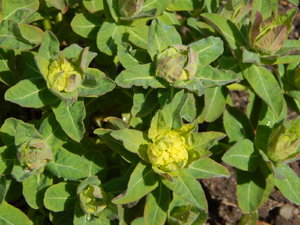 DSCN4584.JPG