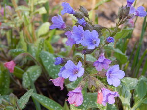 DSCN4610.JPG