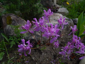DSCN4646.JPG
