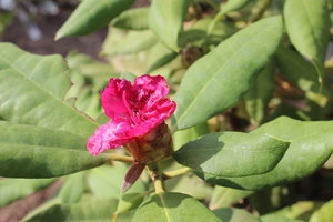 IMG_5460.JPG