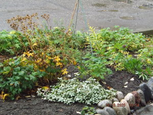 DSCF9557.JPG