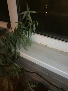 IMG_4821.JPG