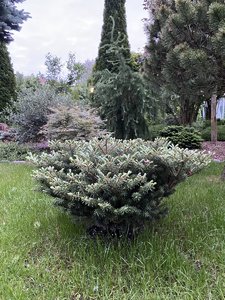 C275C977-396D-4D3B-AB85-86158DD10C35.jpeg