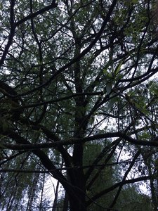 IMG_4659.JPG