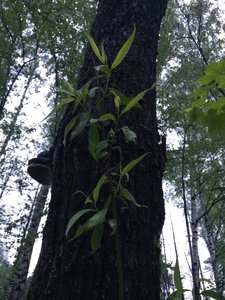 IMG_4668.JPG