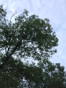 IMG_4787.JPG