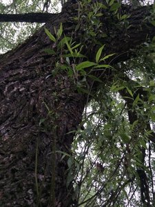 IMG_4793.JPG