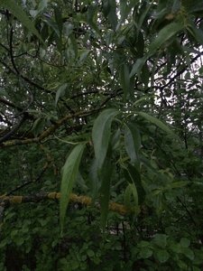 IMG_4714.JPG