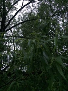IMG_4715.JPG