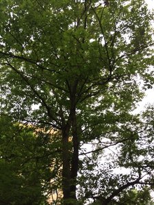 IMG_4767.JPG