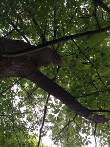 IMG_4763.JPG