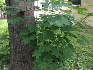 IMG_4765.JPG