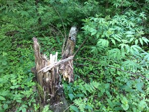 IMG_4717.JPG
