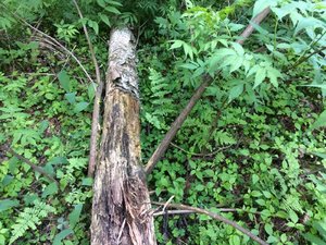 IMG_4718.JPG