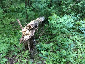 IMG_4719.JPG