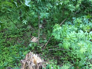 IMG_4723.JPG