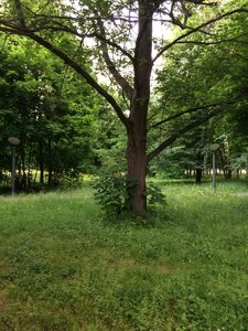 IMG_4991.JPG