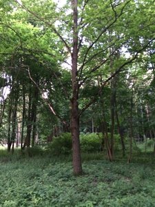 IMG_5005.JPG