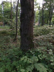 IMG_5054.JPG