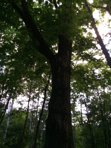 IMG_5055.JPG