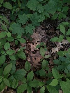IMG_5056.JPG
