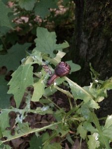 IMG_5043.JPG