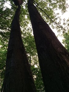 IMG_5049.JPG