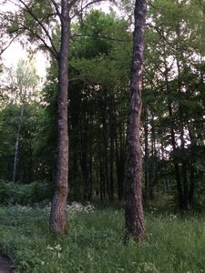 IMG_5035.JPG