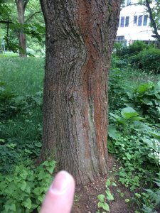 IMG_4837.JPG
