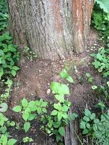 IMG_4842.JPG